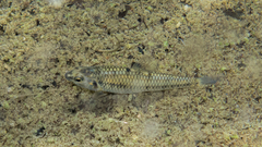 Characidium oiticicai