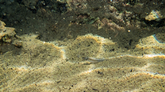 Characidium oiticicai