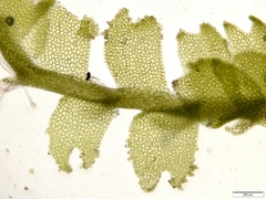 Lophocolea minor