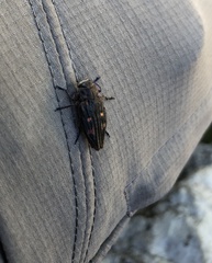 Chrysobothris chrysostigma