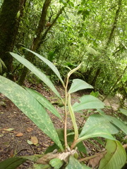 Primulaceae