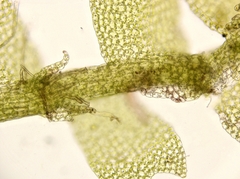 Lophocolea minor