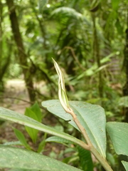 Primulaceae