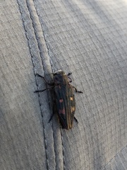 Chrysobothris chrysostigma