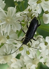 Grammoptera subargentata
