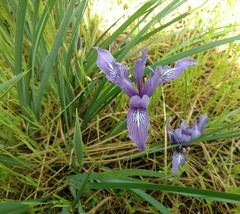 Iris macrosiphon