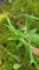 Chasmanthium ornithorhynchum