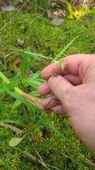 Chasmanthium ornithorhynchum