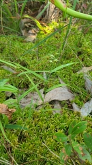 Chasmanthium ornithorhynchum