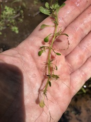 Callitriche heterophylla