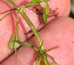 Callitriche heterophylla