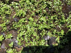 Callitriche heterophylla