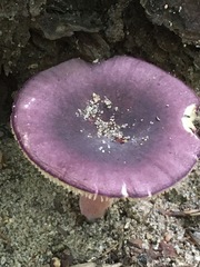 Russula vinacea