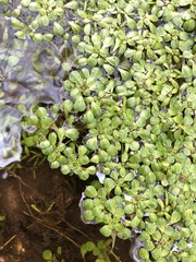 Callitriche heterophylla