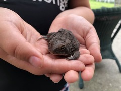 Anaxyrus terrestris