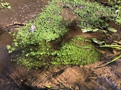 Callitriche heterophylla