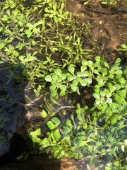 Callitriche heterophylla