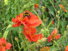 Geum quellyon
