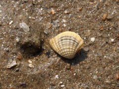 Anomalodiscus squamosus