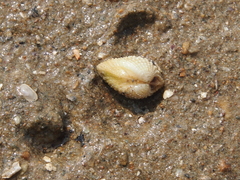 Anomalodiscus squamosus