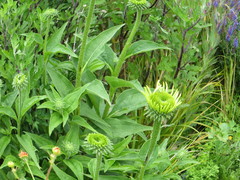 Echinacea paradoxa
