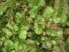 Liochlaena lanceolata