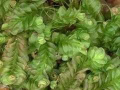 Liochlaena lanceolata