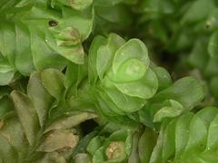 Liochlaena lanceolata