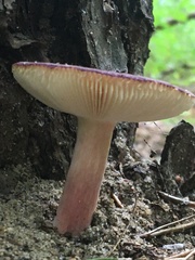 Russula vinacea