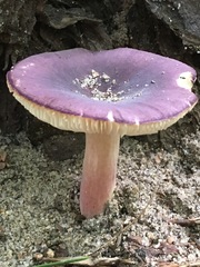 Russula vinacea