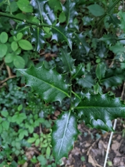 Ilex aquifolium