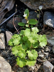 Romanzoffia sitchensis