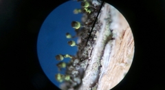 Chaenotheca phaeocephala