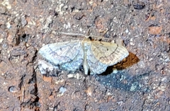 Idaea celtima
