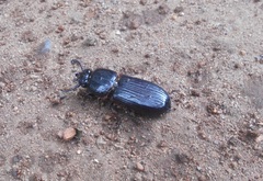 Passalus