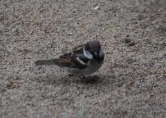 Passer domesticus