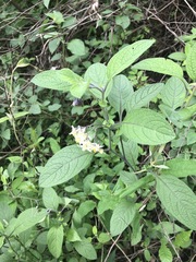 Solanum bulbocastanum