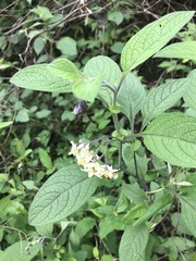 Solanum bulbocastanum