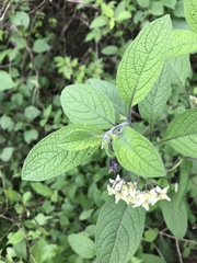 Solanum bulbocastanum