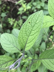 Solanum bulbocastanum