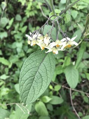 Solanum bulbocastanum