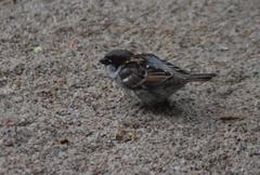 Passer domesticus