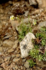 Draba nivalis