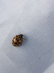 Harmonia axyridis