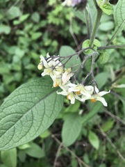 Solanum bulbocastanum