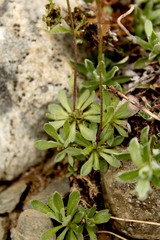 Draba nivalis