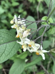 Solanum bulbocastanum