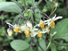 Solanum bulbocastanum