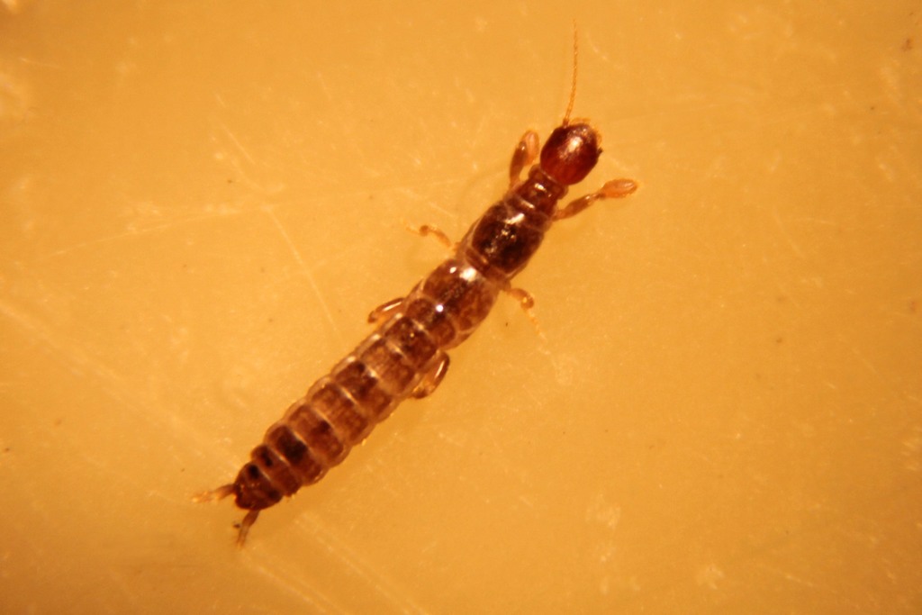 Haploembia tarsalis