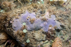 Haliclona fibulata